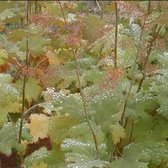 6x Pluimpapaver - Macleaya microcarpa ‘Kelway 's Coral Plume’ - Pot 9x9cm