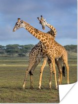 Poster Giraffes - Dieren - Natuur - 60x80 cm