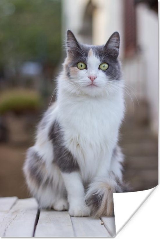 Poster Portrait photo chat blanc-gris 60x90 cm - Tirage photo sur Poster (décoration murale salon / chambre) / Poster Animaux