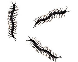 Horror decoratie nep duizendpoten - 12x stuks - zwart - 13 cm - Halloween/horror dieren insecten - decoratie/versiering