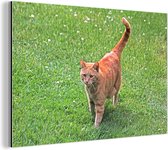 Tomcat rouge dans l'herbe Aluminium 120x80 cm - Tirage photo sur aluminium (décoration murale métal)