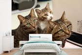Papier peint photo peint vinyle - Trois chats dans un arrangement triangulaire largeur 450 cm x hauteur 300 cm - Tirage photo sur papier peint (disponible en 7 tailles)
