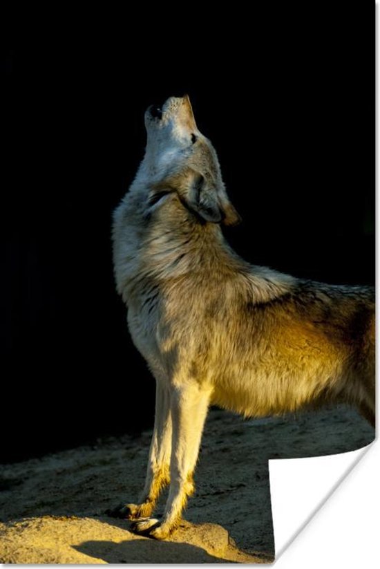 Poster Wolf - Zand - Zon - 60x90 cm