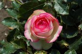 Eden Rose | Klimroos | Grootbloemig | Sterke geur | Gevulde bloemen | 3 meter hoog | Wortel