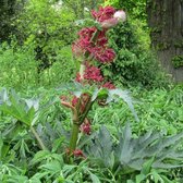 6x Rheum palmatum 'Tanguticum' - Rabarber - Pot 9x9 cm
