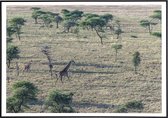 Poster van giraffen op de savanne - 30x40 cm