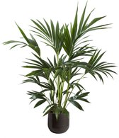 Hellogreen Kamerplant - Kentiapalm - 110 cm - Sagres sierpot