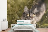 Behang - Fotobehang Een Maine Coon kat tussen het hoge gras - Breedte 330 cm x hoogte 220 cm
