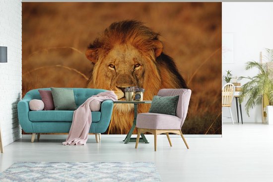 Papier peint photo peint photo Lion - nieuw - Lion regardant dans l'appareil fotobehang vinyle largeur 330 cm x hauteur 220 cm - Impression photo sur papier peint vinyle (disponible en 7 tailles) - chambre/salon/bureau