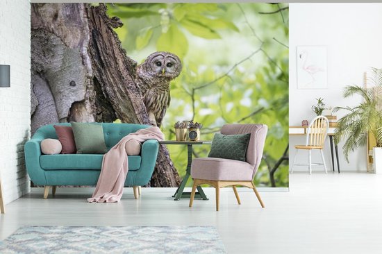 Papier peint photo peint photo vinyle - Chouette fauve rayée largeur 375 cm x hauteur 300 cm - Tirage photo sur papier peint (disponible en 7 tailles)