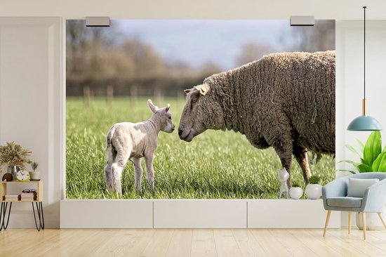 Papier peint photo vinyle - Mouton salue son agneau dans la prairie largeur 390 cm x hauteur 260 cm - Tirage photo sur papier peint (disponible en 7 tailles)