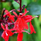 6x Lobelia ‘Queen Victoria’ - Prachtlobelia - Pot 9x9 cm