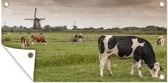 Tuinposter Koeien in het gras met windmolens in Amsterdam - 80x40 cm - Wanddecoratie Buiten - Tuinposter - Tuindoek - Schuttingposter - Tuinschilderij