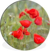 WallCircle - Wandcirkel - Muurcirkel - Rode papavers in het gras - Aluminium - Dibond - ⌀ 30 cm - Binnen en Buiten