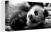 Canvas Schilderij Dierenprofiel rollende panda in zwart-wit - 80x40 cm - Wanddecoratie