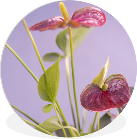 Wandcirkel - Muurcirkel Binnen - Anthurium met rode bloemen voor lila  achtergrond -... 