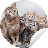 WallCircle - Muurstickers - Behangcirkel - Kat - Kittens - Vacht - 50x50 cm - Muurcirkel - Zelfklevend - Ronde Behangsticker
