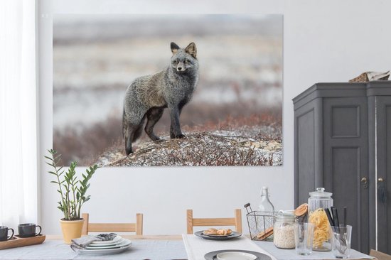 Renard gris dans un paysage enneigé 180x120 cm - Tirage photo sur toile (Décoration murale salon / chambre) / Animaux sauvages Peintures sur toile XXL / Groot format!
