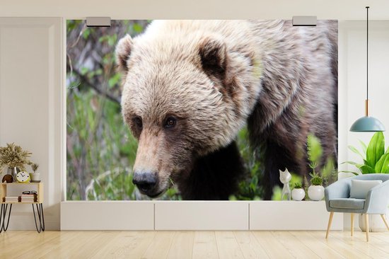Papier peint Papier peint photo en vinyle - Gros plan d'un grizzli largeur 330 cm x hauteur 220 cm - Tirage photo sur papier peint (disponible en 7 tailles)