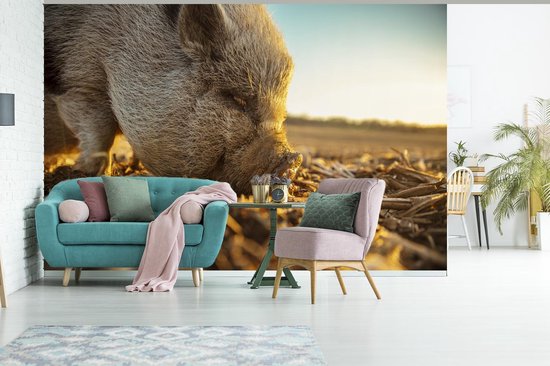 Vinyle peinture murale Papier peint photo - cochon bedonnant largeur 600 cm x hauteur 400 cm - impression photo sur fond d' écran (disponible en 7 tailles)