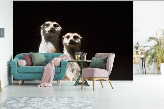 Papier peint photo vinyle - Suricates sur fond noir largeur 360 cm x hauteur 240 cm - Tirage photo sur papier peint (disponible en 7 tailles)