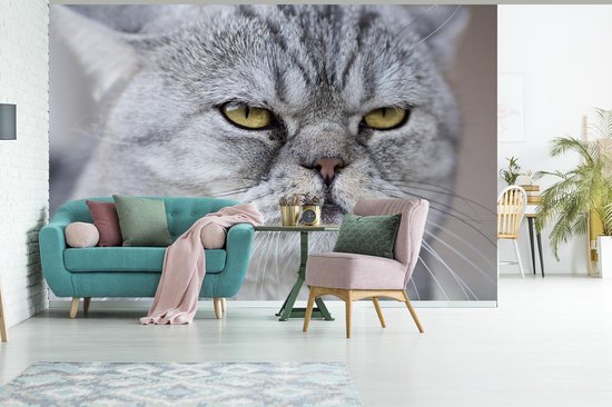 Papier Peint - Papier Papier peint photo Animaux - Chat - Grijs - Largeur 330 cm x Hauteur 220 cm