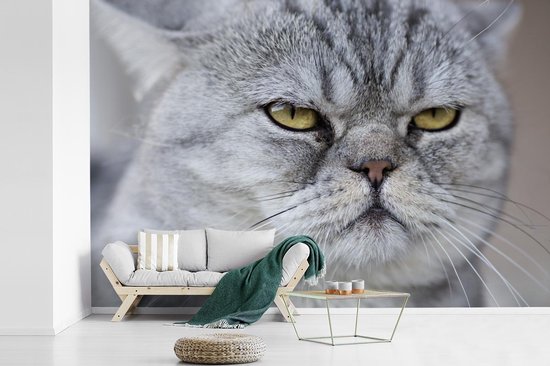 Papier Peint - Papier Papier peint photo Animaux - Chat - Grijs - Largeur 330 cm x Hauteur 220 cm