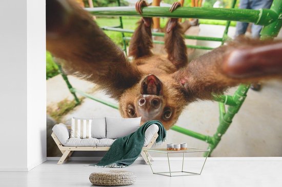 Papier peint photo peint vinyle - Un drôle de paresseux saisit la caméra largeur 390 cm x hauteur 260 cm - Tirage photo sur papier peint (disponible en 7 tailles)