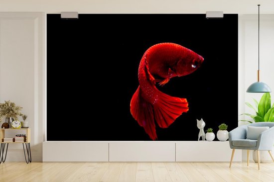 Papier peint photo peint photo vinyle - Poisson combattant siamois rouge sur fond noir largeur 600 cm x hauteur 400 cm - Tirage photo sur papier peint (disponible en 7 tailles)