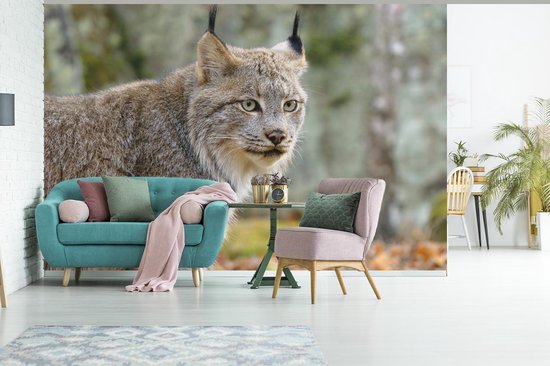 Papier peint - Papier Papier peint photo Lynx - Forêt - Grijs - Largeur 330 cm x Hauteur 220 cm