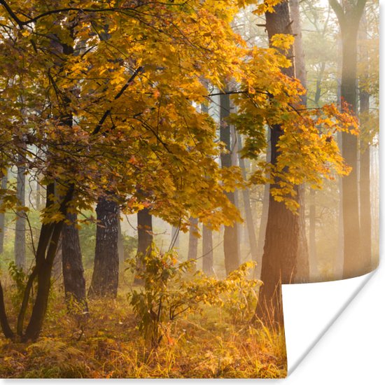 Poster Arbres d'automne dans la forêt brumeuse - 50x50 cm