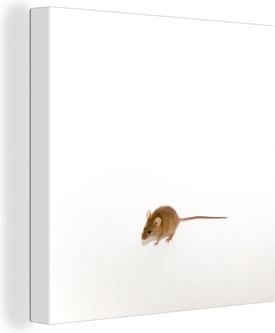 Toile Peinture Souris - Animaux - Wit - 20x20 cm - Décoration murale