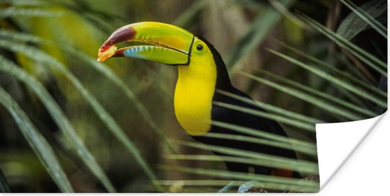Poster Toucan - Feuilles - Branche - 150x75 cm