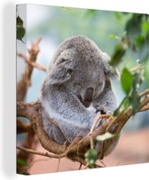 Canvas Schilderij Koala - Takken - Slapen - Kinderen - Jongens - Meiden - 90x90 cm - Wanddecoratie