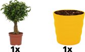 Kamerplant Ficus Babilatos - ↕ ± 25cm - Ø 12cm - in gele pot