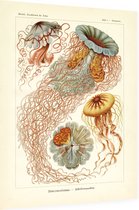 Desmonema - Discomedusae (Kunstformen der Natur), Ernst Haeckel - Foto op Dibond - 60 x 80 cm