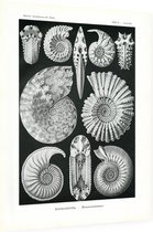 Ammonites - Ammonitida (Kunstformen der Natur), Ernst Haeckel - Foto op Dibond - 30 x 40 cm
