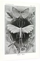 Alucita - Tineida (Kunstformen der Natur), Ernst Haeckel - Foto op Dibond - 60 x 80 cm