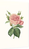 Roos Aquarel (Rose) - Foto op Dibond - 40 x 60 cm