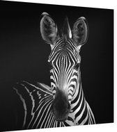 Zebra op zwarte achtergrond - Foto op Dibond - 40 x 40 cm