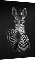 Zebra op zwarte achtergrond - Foto op Dibond - 60 x 90 cm