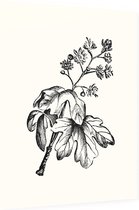 Esdoorn zwart-wit (Maple) - Foto op Dibond - 60 x 80 cm