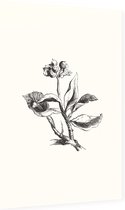 Eiloof zwart-wit (Ivy Berries) - Foto op Dibond - 60 x 90 cm