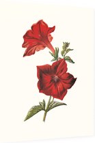 Crimson Petunia (Crimson Petunia White) - Foto op Dibond - 60 x 80 cm