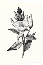 Teunisbloem zwart-wit (Evening Primrose) - Foto op Dibond - 60 x 80 cm