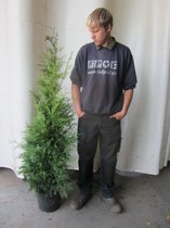 10 stuks | Reuzenlevensboom 'Martin' Pot 150-175 cm Extra kwaliteit - Compacte groei - Weinig onderhoud - Zeer winterhard