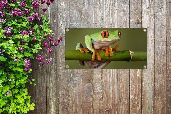 Poster de jardin Grenouille - Vert - Branche - 80x40 cm - Décoration murale Outdoor - Poster jardin - Toile jardin - Poster clôture - Tableau jardin
