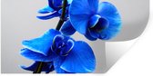 Muurstickers - Sticker Folie - Blauwe Orchidee - 80x40 cm - Plakfolie - Muurstickers Kinderkamer - Zelfklevend Behang - Zelfklevend behangpapier - Stickerfolie