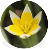 Wall Circle - Wall Circle Indoor - Bloem - Jardin - Jaune - 140x140 cm - Décoration murale - Peintures Ronds