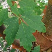 1x Acer Griseum - Papieresdoorn - Hoogte 60-80 cm in pot